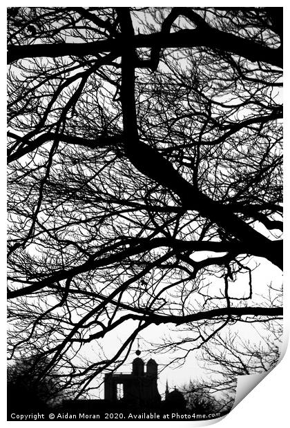 Trees at Greenwich Park, London  Print by Aidan Moran