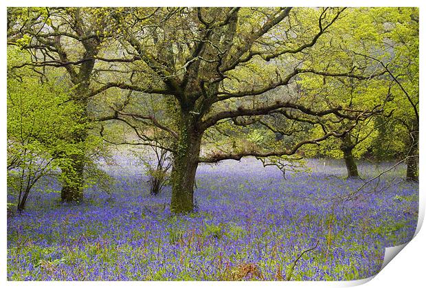 Affpuddle Bluebells, Dorset, UK Print by Colin Tracy