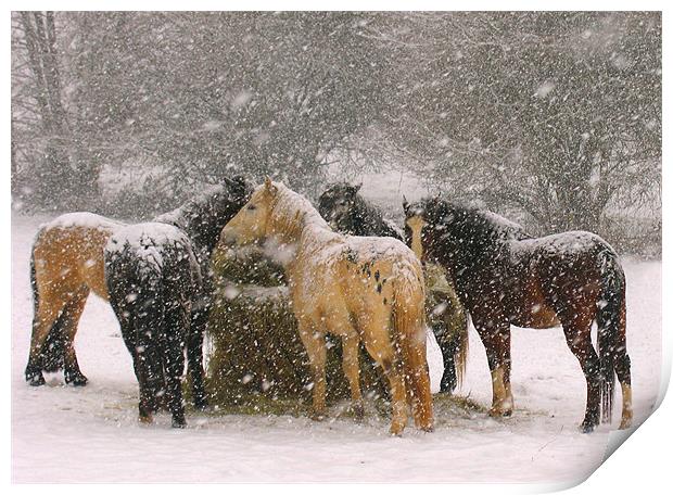 Horses in Snow Print by Colin Tracy