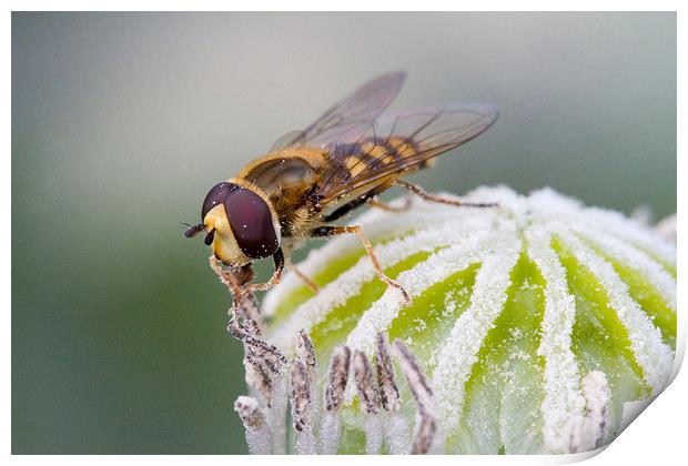 Hoverfly on Poppy Print by Colin Tracy