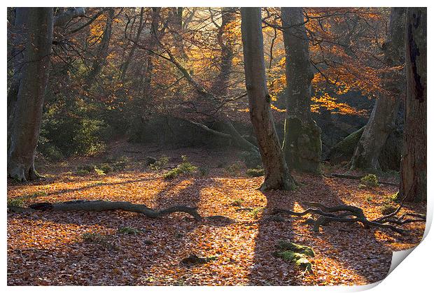 New Forest Autumn Print by Colin Tracy