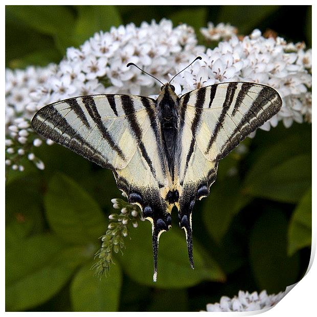 Scarce Swallowtail 2 Print by Colin Tracy