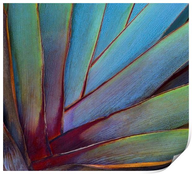 Phormium Print by Colin Tracy
