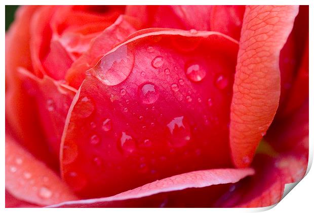 Raindrops on Rose Print by Colin Tracy