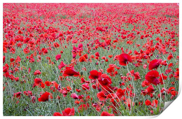 Poppies Galore! 3 Print by Colin Tracy