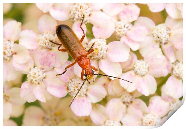 Soldier Beetle on Hydrangea  Print by Colin Tracy