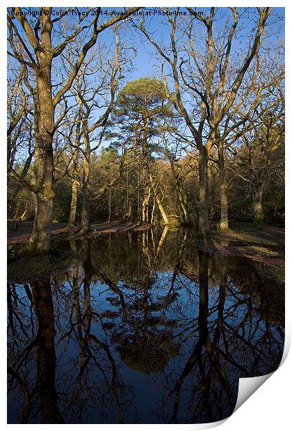 Ober Water Reflections  Print by Colin Tracy