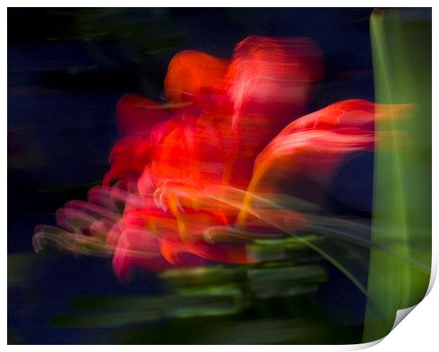  Wind-blown Crocosmia Print by Colin Tracy