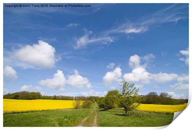  Trackway between rape fields Print by Colin Tracy