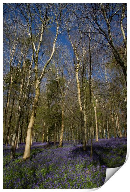 Delcombe Woods Bluebells Print by Colin Tracy