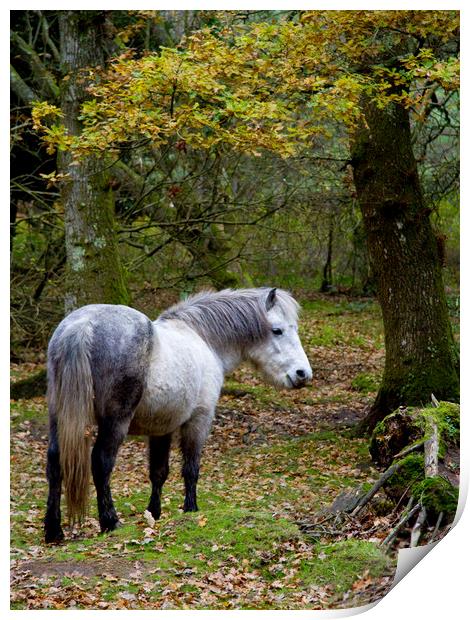 New Forest Pony Print by Colin Tracy
