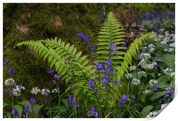 Spring Fern Print by Colin Tracy