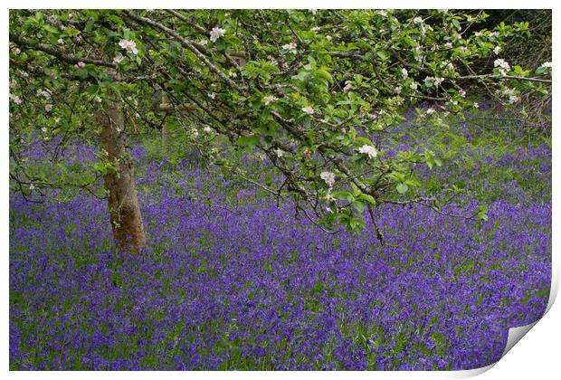 Bluebells beneath an Apple tree Print by Colin Tracy