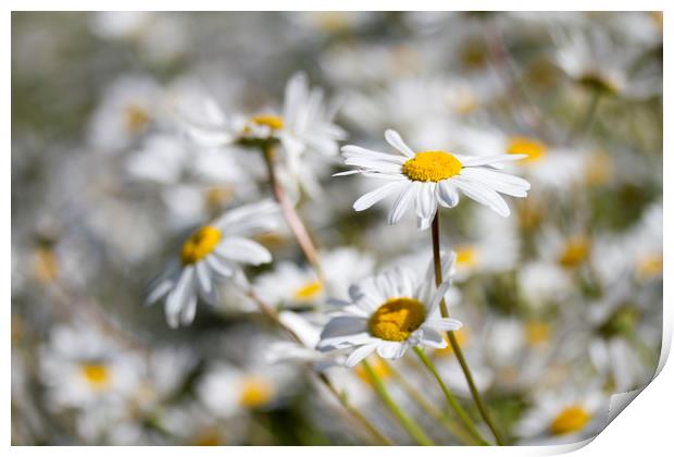 Oxeye Daisies Print by Colin Tracy
