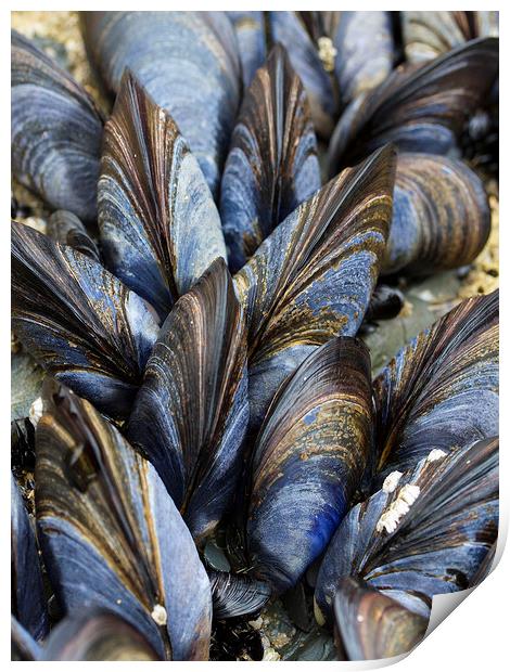 Mussel Pattern Print by Colin Tracy