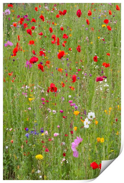 Summer Meadow Print by Colin Tracy