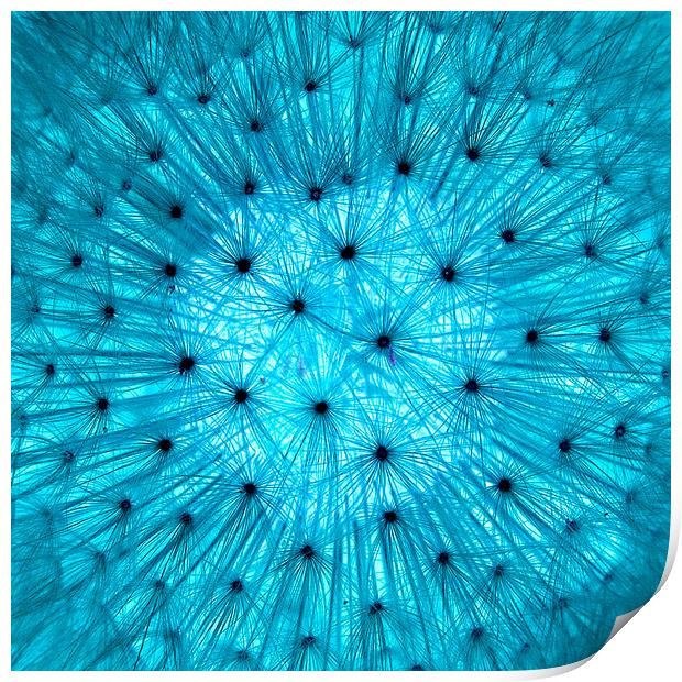 Dandelion in Blue Print by Colin Tracy