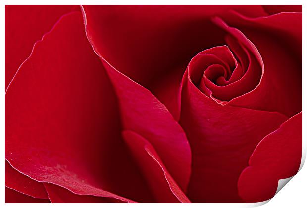 Red Red Rose Print by David Merrifield