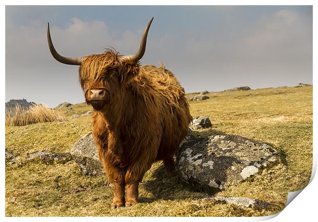 Ditsworthy Highland Cow Print by David Merrifield