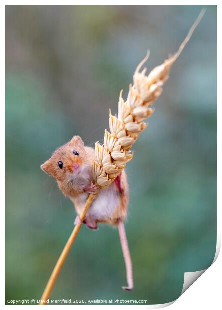 A climbing Harvest Mouse Print by David Merrifield