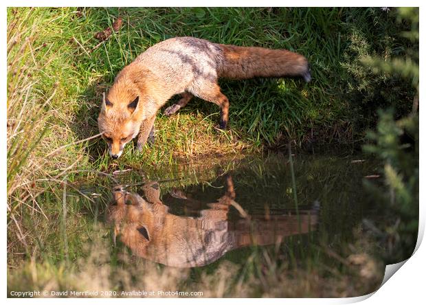 Thirsty Fox drinking out of a pond Print by David Merrifield