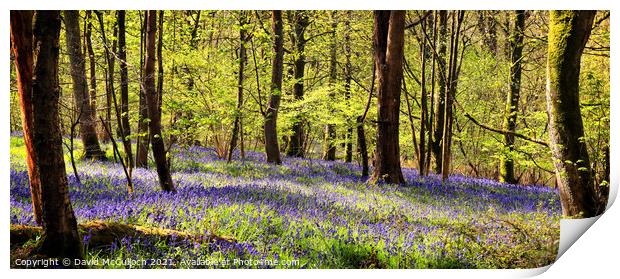 Spring Wood panorama Print by David McCulloch