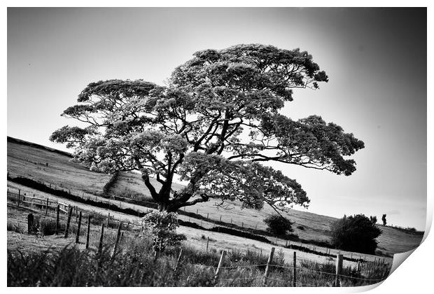 The tree on the hill Print by David McCulloch