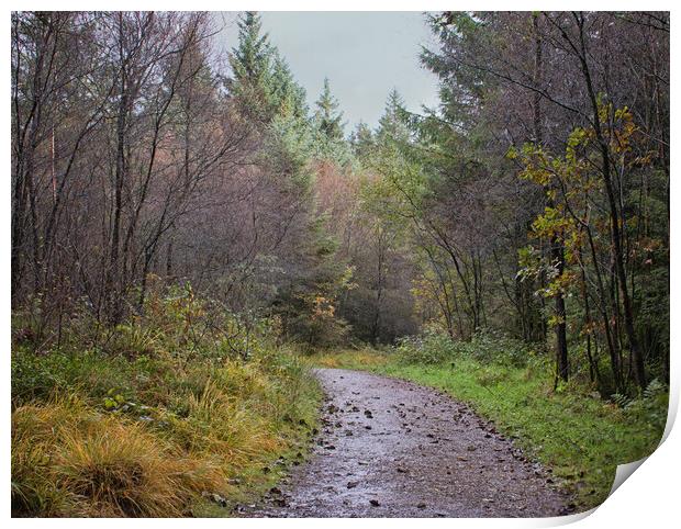 A wet autumn woodland Print by David McCulloch