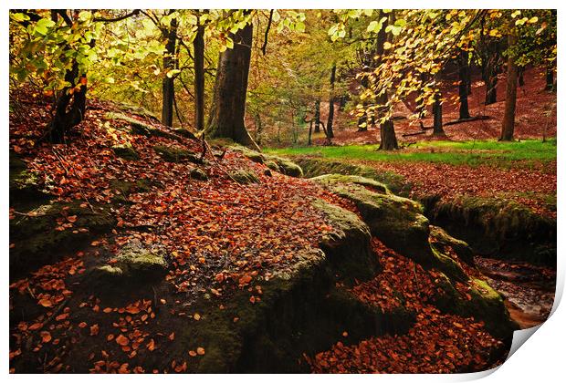 Autumn Leaves Print by David McCulloch