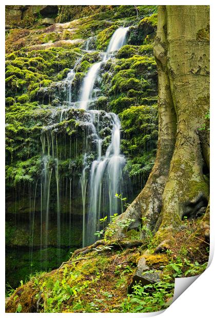 Flowing behind the tree Print by David McCulloch