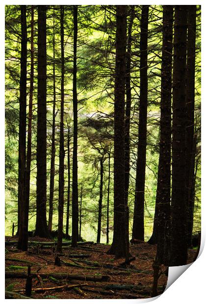 The Radiant Forest Print by David McCulloch