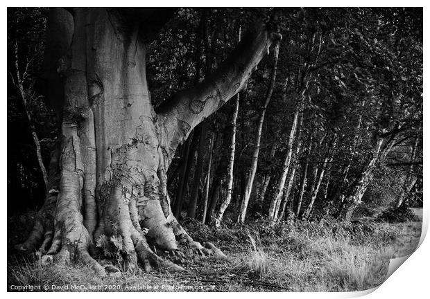 Leaning trees Print by David McCulloch