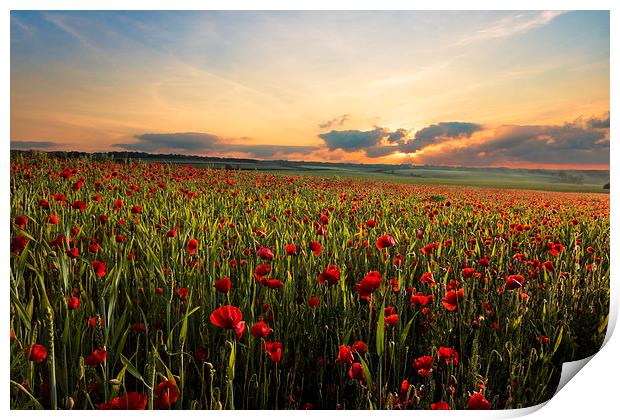 Poppy Fields Print by Ian Hufton