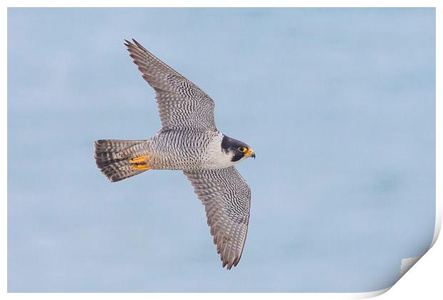 Peregrine Falcon Print by Ian Hufton