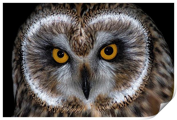   Short Eared Owl Print by Ian Hufton