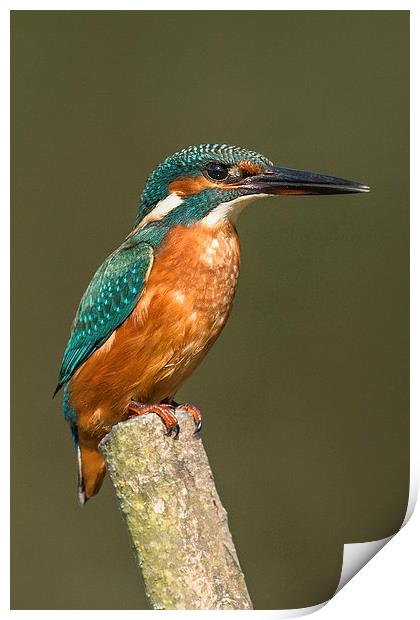  Kingfisher Print by Ian Hufton