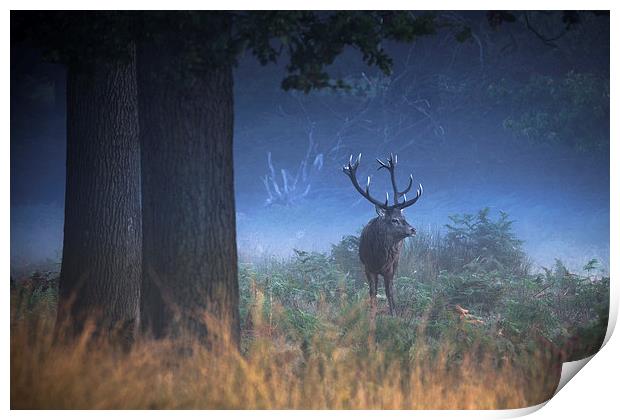  Richmond Park Stag Print by Ian Hufton