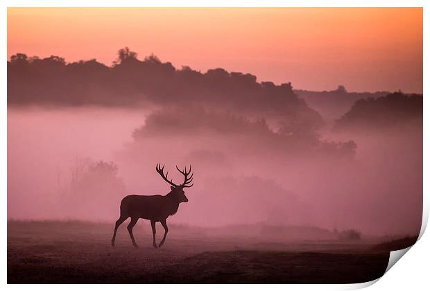 Red Deer Stag Print by Ian Hufton