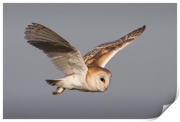 Barn Owl in Flight Print by Ian Hufton