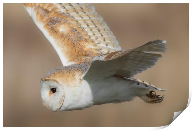 Barn Owl in Flight Print by Ian Hufton