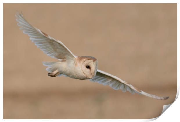 Barn Owl  Print by Ian Hufton