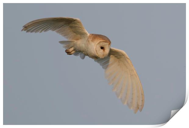 Barn Owl Print by Ian Hufton