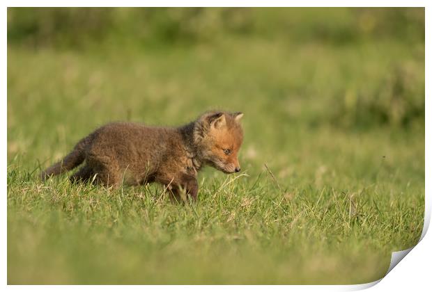 Fox Cub Print by Ian Hufton