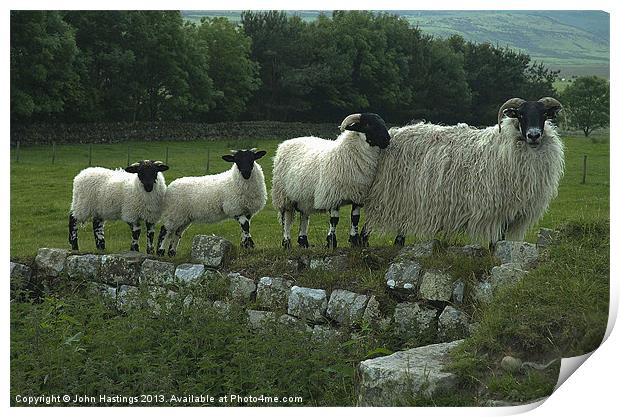 Sheep on Hadrians Wall Print by John Hastings
