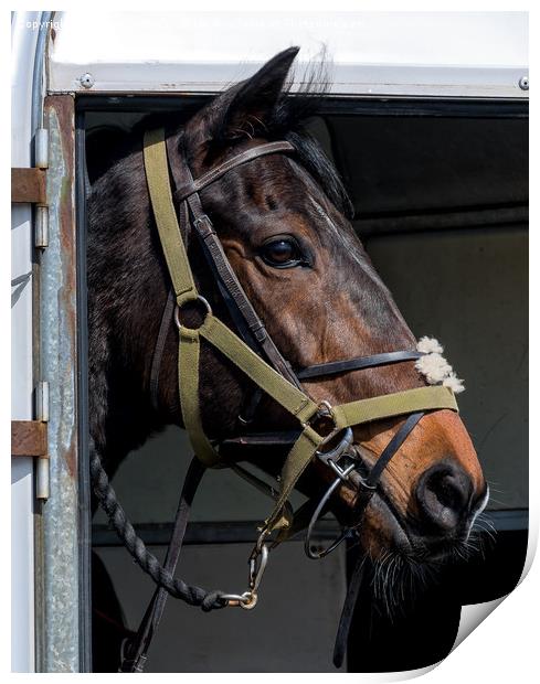 Regal Equine Glimpse Print by John Hastings