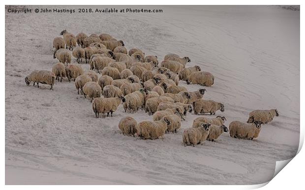 Snowy Sheep in Scotland Print by John Hastings