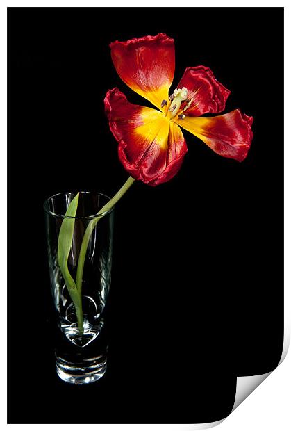 Open Red Tulip In Vase Print by Helen Northcott