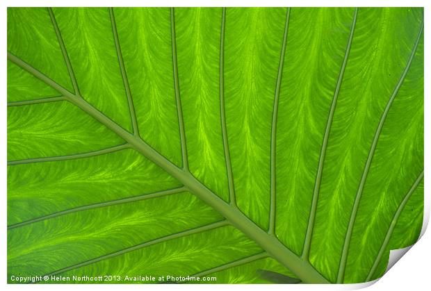 Green Abstract No. 4 Print by Helen Northcott