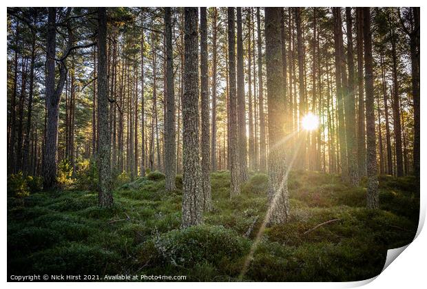 Forest Sunset Print by Nick Hirst