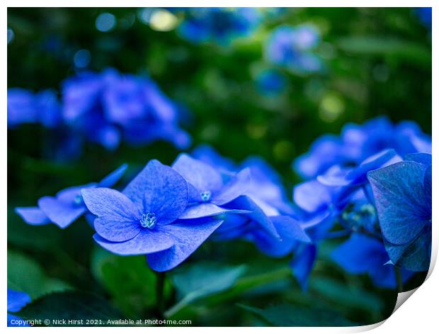 Blue Hydrangea  Print by Nick Hirst